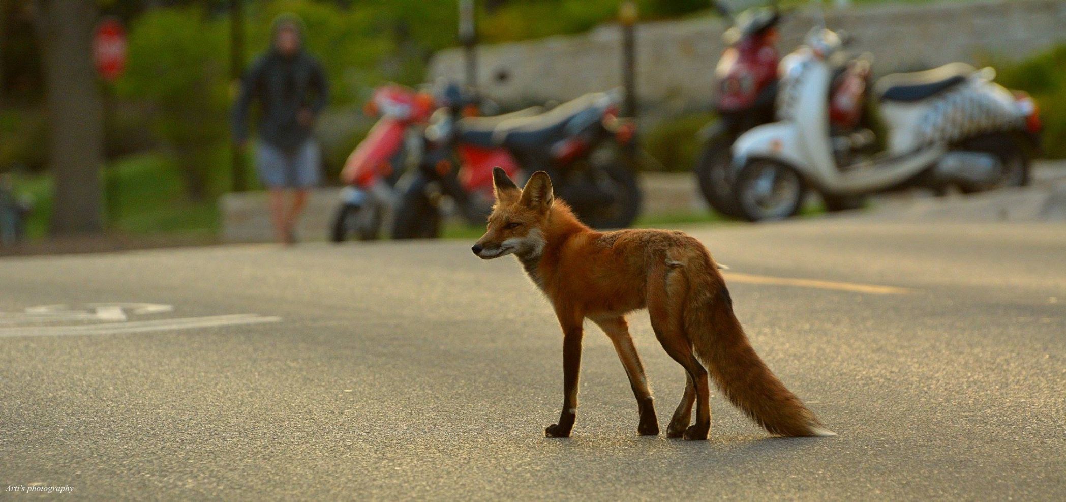 Red fox